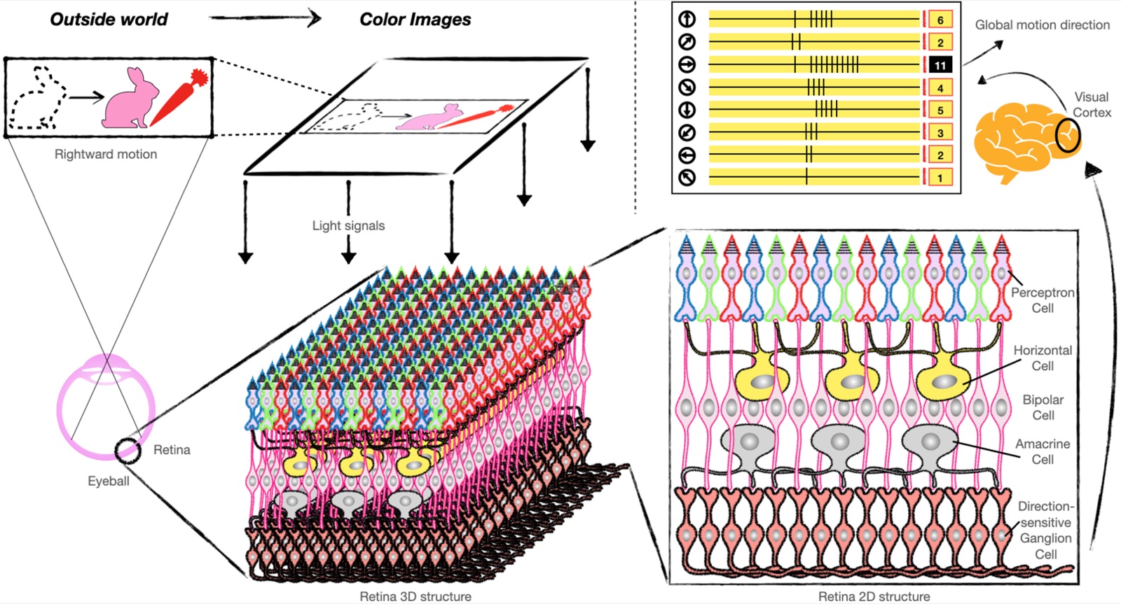 Figure 1 from the paper: retinal and cortical pathway for color motion detection